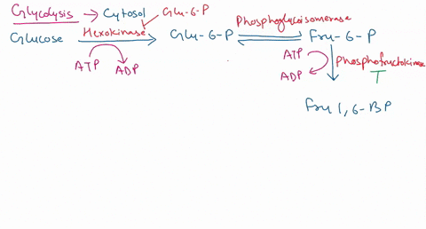 write-the-names-of-substrates-products-and-enzymes-involved-in-glycolysis-and-with-the-regulation-of-the-pathway-59951
