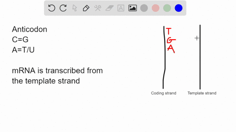 a-particular-triplet-of-bases-in-the-coding-sequence-of-dna-is-tga-the-anticodon-on-the-trna-that-bi-66248