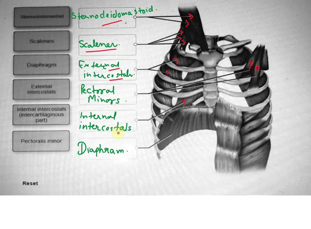 External intercostals - Pocket Anatomy