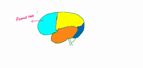which-association-is-most-accurate-frontal-lobe-primary-sensory-cortex-temporal-lobe-auditory-area-parietal-lobe-visual-area-occipital-lobe-premotor-cortex-question-38-ridges-of-tissue-on-th-30919