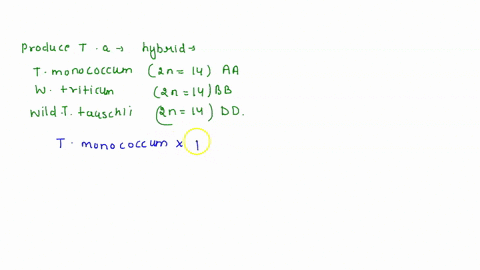 in-this-chapter-you-read-that-bread-wheat-triticum-aestivum-is-an-allohexaploid-containing-two-sets-45865