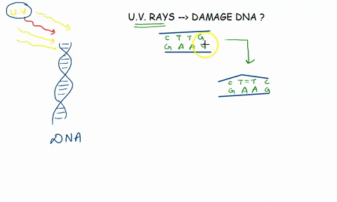 question-10-ultraviolet-light-damages-dna-by-causing-thymine-dimers-purine-rings-base-analogs-double-strand-breaks-activation-of-free-oxygen-radicals-30508