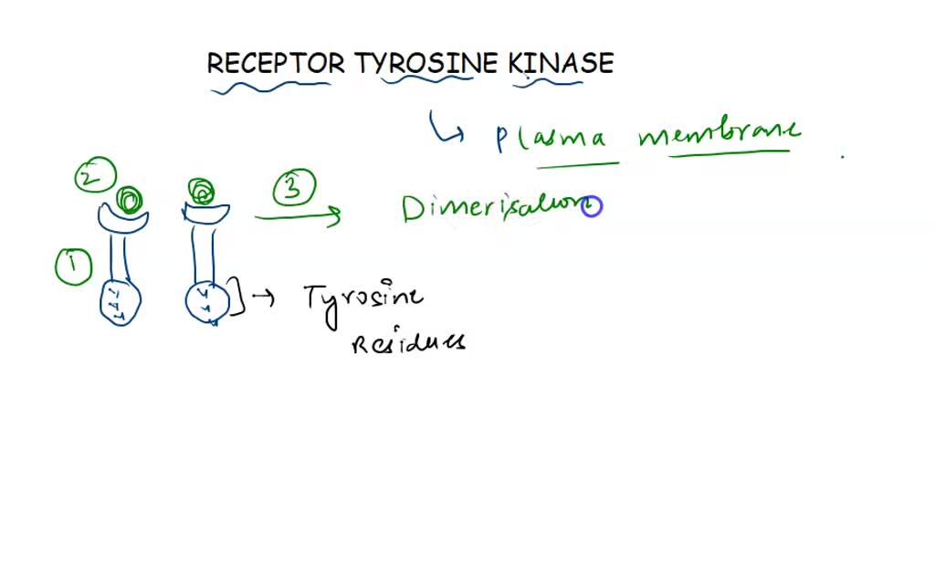 SOLVED G proteinlinked receptors, tyrosine kinase receptors, and