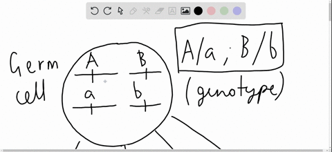 question-7-05-pts-questions-7-12-deal-with-2-unlinked-genes-a-and-b-from-an-aa-bb-organism-which-line-shows-correct-genotypes-for-4-sperm-that-could-be-produced-by-a-single-germ-cell-that-se-12675