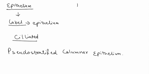 pal-chapter-histology-the-1-epitheial-tiss-tissue-tissues-lab-bpractical-anatomy-question-lab-identify-5-highlighted-type-epithelia-tissue-_-15228