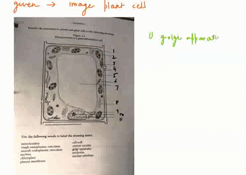 identify-the-structurcs-in-animal-plant-cells-in-the-ollowing-drawinga-ultrastructure-of-figure-_-generalized-plant-cell-court-srgungrrenuntcn-eaco-use-the-following-words-to-label-the-drawi-73826