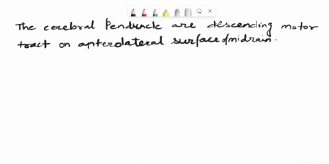 the-________-are-descending-motor-tracts-on-the-anterolateral-surface-of-the-midbrain-a-cerebral-peduncles-b-inferior-colliculi-c-pyramids-d-tegmenta-37652