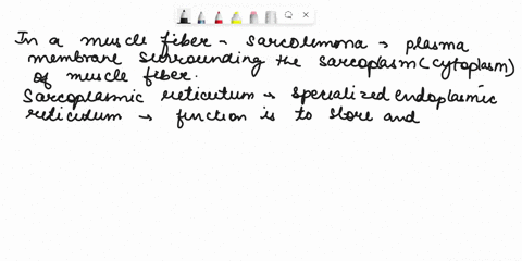 in-a-muscle-fiber-a-the-sarcolemma-is-connective-tissue-holding-the-myofibrils-together-b-the-sarcop-53883