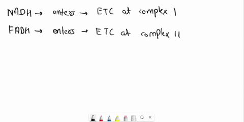 in-cellular-respiration-every-nadh-yields-3-atp-but-fadh-yields-only-2-atp-during-electron-transport-give-the-reason-57602