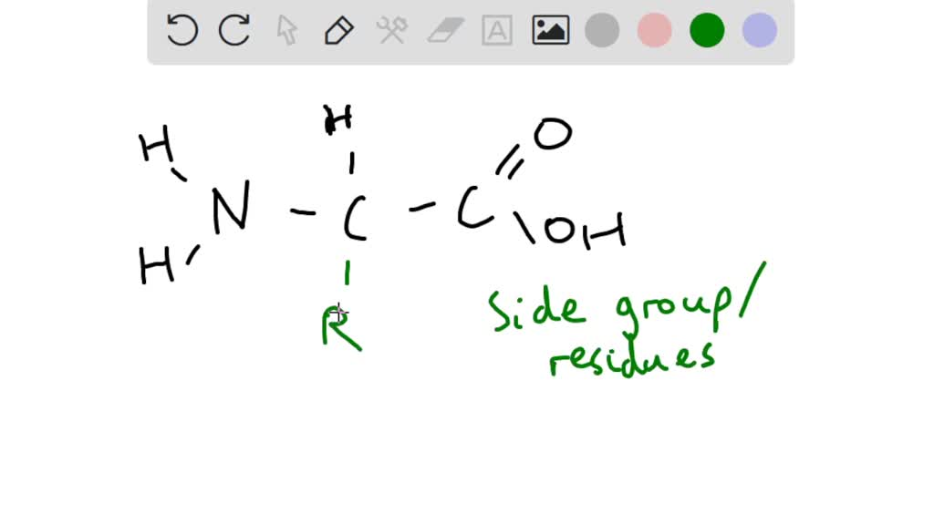 SOLVED What makes amino acids different from each other