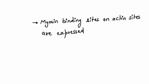 according-to-the-sliding-filament-model-binding-sites-on-actin-open-when-________a-creatine-phosphate-levels-riseb-atp-levels-risec-acetylcholine-levels-rised-calcium-ion-levels-rise-61182