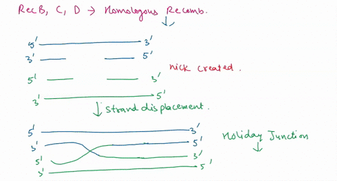 briefly-discuss-the-role-of-the-recb-recc-and-recd-proteins-in-homologous-recombination-in-e-coli-98225