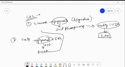 why-is-the-citric-acid-cycle-the-central-pathway-in-metabolism-3-79618