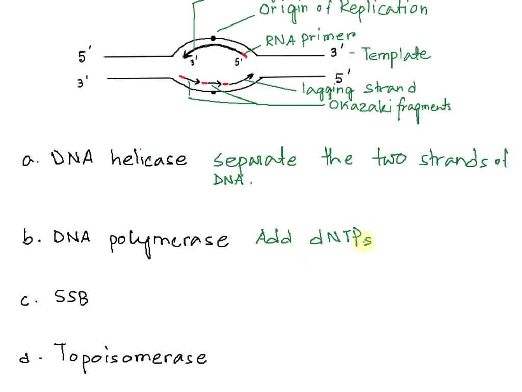 SOLVED: DNA Replication Questions: 1) Draw A Replication Fork. Label ...