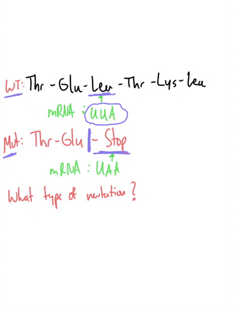 question-8-1-pts-which-of-the-following-mutations-happened-to-the-wild-type-sequence-uua-codes-for-leu-and-uaa-is-a-stop-codon-wild-type-thr-glu-leu-thr-lys-leu-mutant-thr-glu-nonsense-mutat-87961