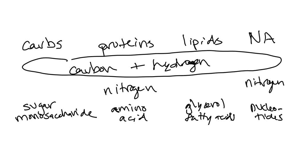 SOLVED: Please…. Create a table that compares carbohydrates, proteins