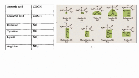 draw-a-typical-amino-acid-using-r-to-indicate-the-side-chain-also-circle-the-ionizable-groups-and-label-the-alpha-carbon-24683
