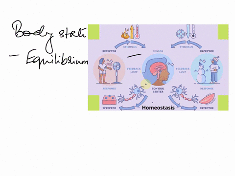 at-state-of-balance-or-eguilibrium-this-reflects-on-the-bodys-state-of-select-one-ahomeostasis-o-bbody-temperature-ocgravity-o-d-feedback-68662