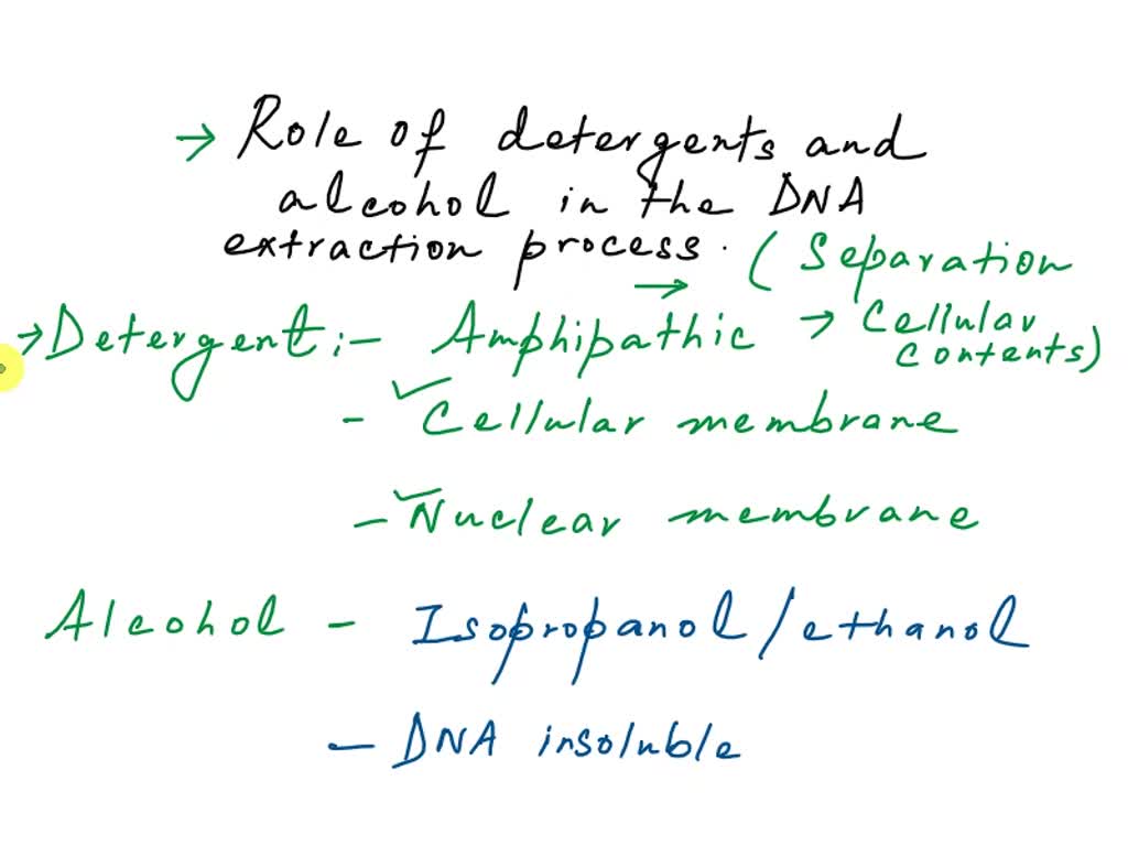 SOLVED 1. What is the function of the detergent in DNA extraction? 2