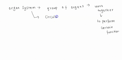 match-these-examples-with-the-correct-level-of-organization-please-hurry-match-these-examples-with-the-correct-level-of-organization-organ-system-organ-tissue-heart-human-body-circulatory-sy-93645
