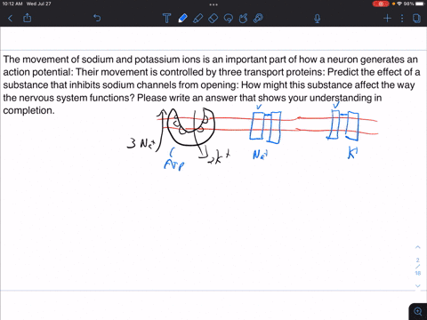 the-movement-of-sodium-and-potassium-ions-is-an-important-part-of-how-a-neuron-generates-an-action-potential-their-movement-is-controlled-by-three-transport-proteins-predict-the-effect-of-a-63882