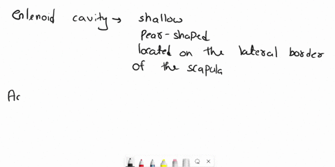 signwindow-help-ools-lab-manualappen-31-58-ingitalltogether-1-how-is-the-shape-of-the-glenoid-cavity-of-the-scapula-different-from-that-of-the-acetabulum-in-the-hip-bone-how-do-the-shapes-of-75786