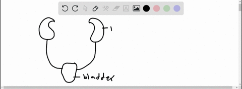 name-the-tube-which-connects-the-kidneys-to-the-urinary-bladder-a-urethra-b-nephron-c-tubule-d-ureter-04108