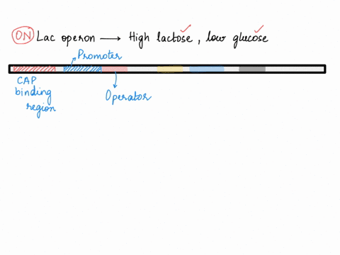 draw-the-lac-operon-in-high-lactose-low-glucose-conditions-be-sure-to-include-the-lac-repressor-allolactose-cap-camp-and-rna-polymerase-in-your-diagram-90905
