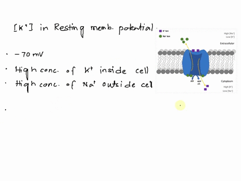 1-which-statement-accurately-describes-the-concentration-of-potassium-ions-in-a-resting-neuron-select-one-a-the-concentration-of-potassium-ions-in-the-cell-is-low-because-open-voltage-gated-03306