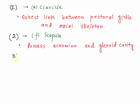 match-the-key-terms-with-the-bone-descriptions-that-follow-key-a-clavicle-b-ilium-c-ischium-d-pubis-54956