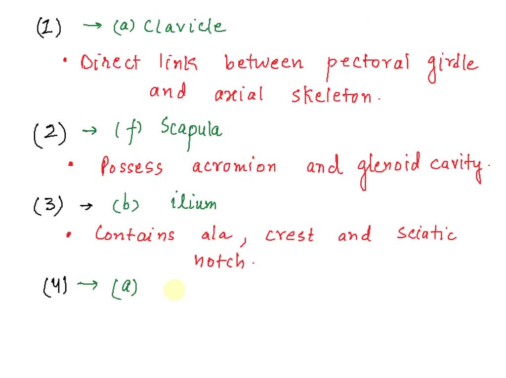 SOLVED: Match the markings with the bones of the upper extremity ...