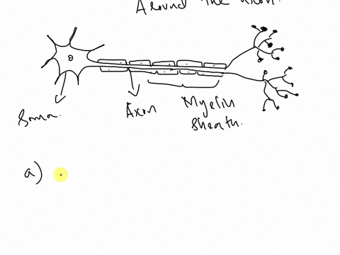 which-of-the-following-statements-about-myelin-is-false-myelin-provides-electrical-insulation-to-the-axon-omyelin-is-a-lipid-rich-substance-that-surrounds-some-axons-o-myelin-is-produced-by-38643