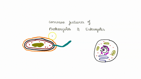 prokaryotic-and-eukaryotic-cells-have-many-differences-but-they-also-share-some-common-features-which-of-the-following-may-be-found-in-either-type-of-cell-a-mitochondria-b-cell-walls-c-golgi-94645