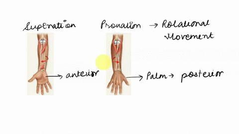 quoaton-ioint-between-the-distal-radius-and-scaphoid_-supination-and-pronation-are-possible-bocause-of-the-pivot-true-false-59549