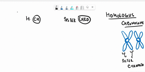 explain-the-difference-between-homologous-chromosomes-and-sister-chromatid-and-their-role-in-meiotic-cell-division-36456