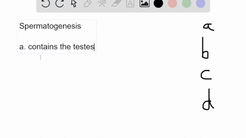 sperm-are-produced-in-the-________-a-scrotum-b-seminal-vesicles-c-seminiferous-tubules-d-prostate-gl-93561