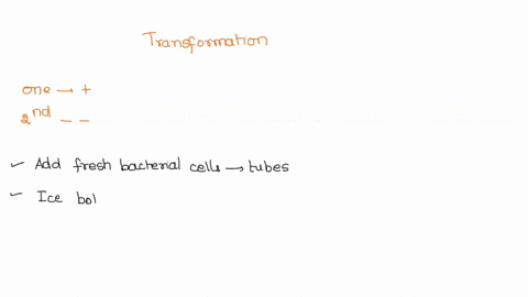 question-1-4-pts-order-the-steps-in-the-transformation-procedure-from-1-you-begin-with-two-tubes-one-labeled-for-the-transformation-reaction-and-one-labeled-negative-control-for-the-choose-a-02574