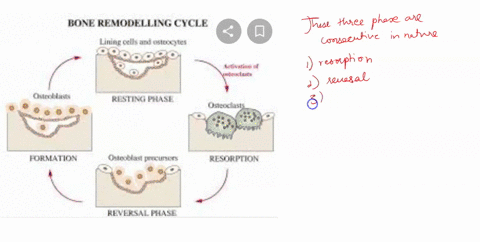 describe-the-process-of-bone-remodeling-and-how-it-can-reshape-bones-to-make-them-stronger-6-name-the-three-anatomical-regions-of-the-vertebral-column-that-are-above-the-sacral-and-coccygeal-95485