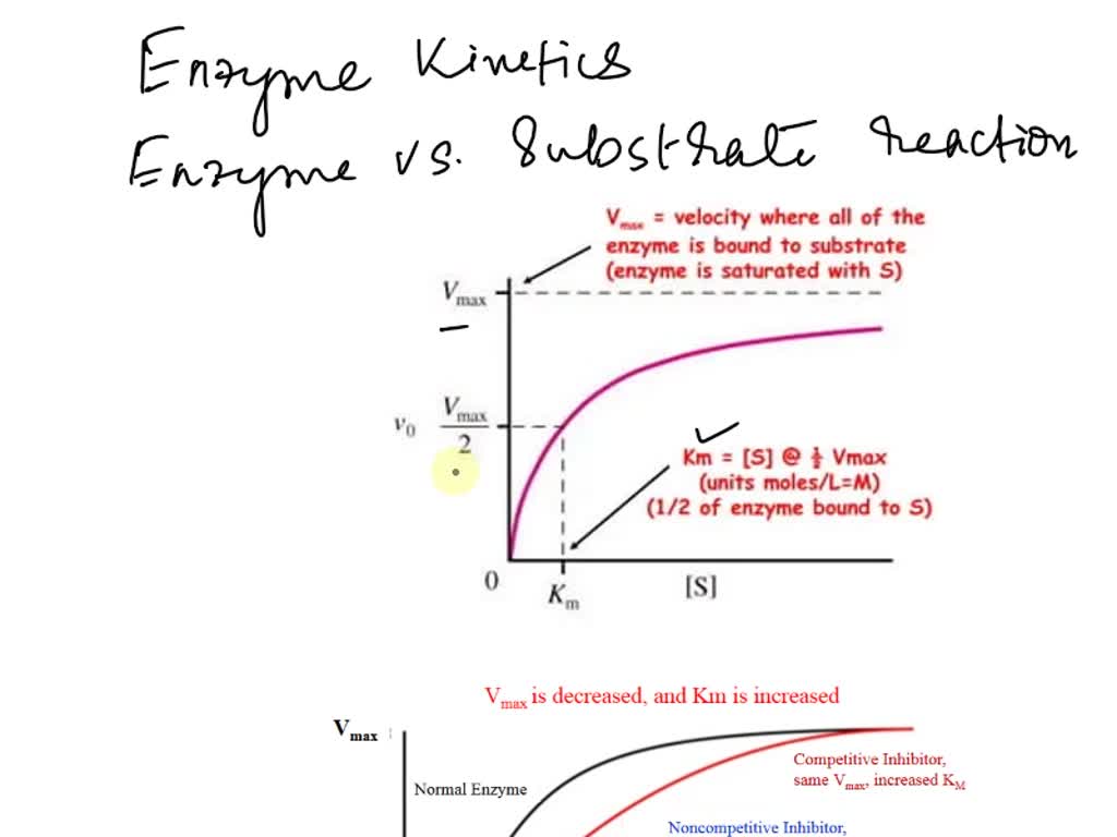 SOLVED: Sketch a rough graph of vo versus substrate concentration that ...