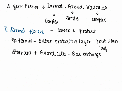 list-and-describe-the-three-germ-tissues-dermal-vascular-and-ground-tissues-in-plants-and-where-they-are-specifically-located-in-the-leaf-stem-and-root-make-sure-you-give-a-detailed-descript-83658