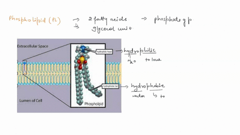 phospholipids-are-large-organic-molecules-with-a-hydrophilic-polar-phosphate-head-connected-to-hydrophobic-nonpolar-fatty-acid-tails-these-molecules-arrange-themselves-to-form-a-mostly-imper-28959