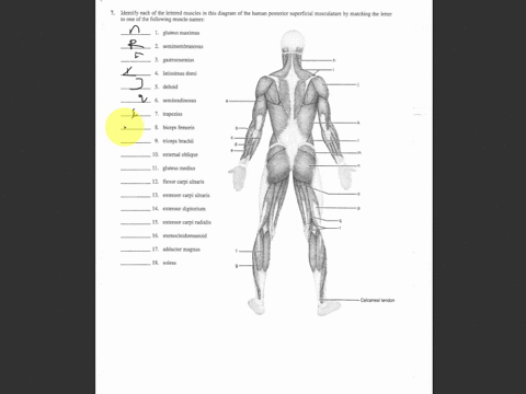 identify-each-of-the-lettered-muscles-in-this-diagram-of-the-human-posterior-superficial-musculature-by-matching-its-one-of-the-following-muscle-names-adductor-magnus-biceps-femoris-brachial-96823