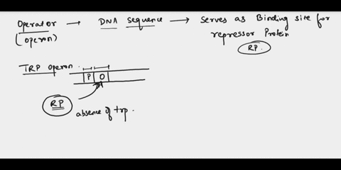 what-would-happen-if-there-were-a-mutation-in-the-operator-of-the-trp-operon-a-the-trp-operon-would-not-be-able-to-express-the-genes-b-the-cap-protein-couldnt-bind-therefore-shutting-off-the-94956