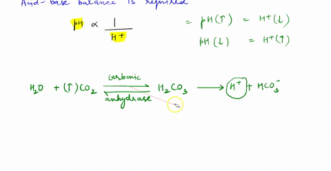 21-briefly-describe-how-the-mechanisms-for-maintaining-acid-base-balance-work-mechanism-for-regula-tine-buffers-tie-up-hydrogen-ions-to-raise-ph-release-hydrogen-ions-to-ower-lungs-kidneys-f-75771