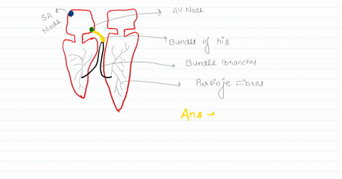which-component-of-the-heart-conduction-system-would-have-the-slowest-rate-of-firing-a-atrioventricu-43113
