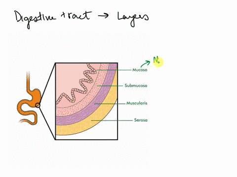which-of-the-following-basic-tissue-types-epithelial-connective-muscle-andor-nervous-would-you-find-in-the-digestive-system-59767