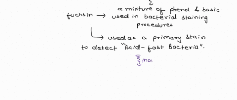 what-is-the-morphology-of-the-cells-stained-with-carbol-fuchsin-describe-an-example-30518