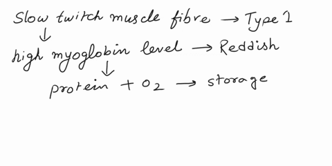 3slow-twitch-muscle-fibers-ahave-characteristically-high-myoglobin-levels-b-are-fatigue-resistant-c-have-few-mitrochondria-d-a-b-e-a-c-4lo-represents-a-optimal-saromere-overlap-b-longest-sar-33609