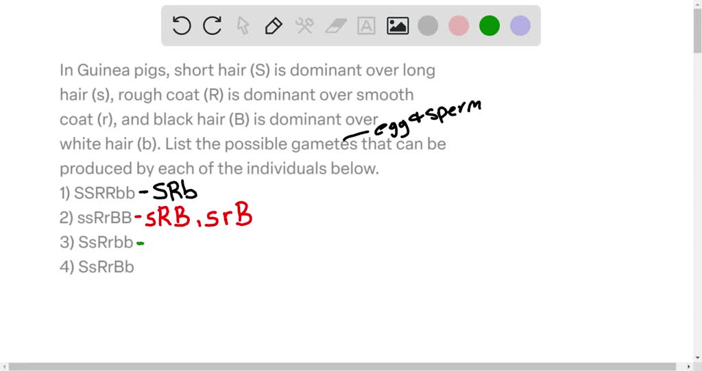 SOLVED: In Guinea pigs, short hair (S) is dominant over long hair (s ...