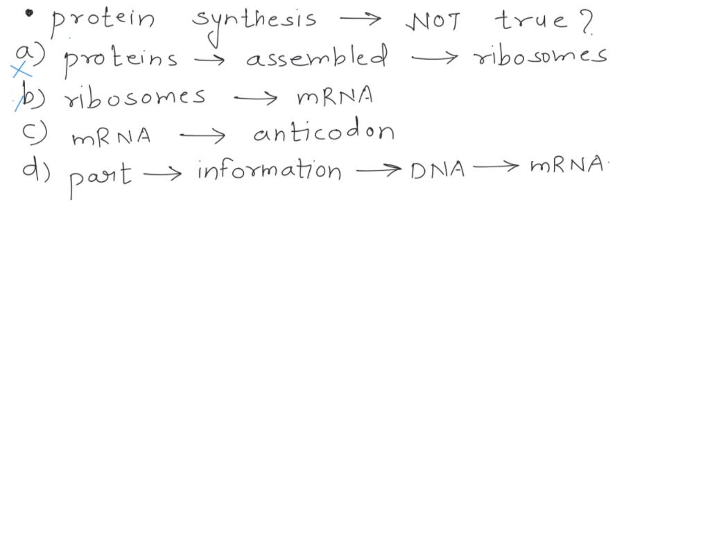 SOLVED Which of the following statements concerning protein synthesis